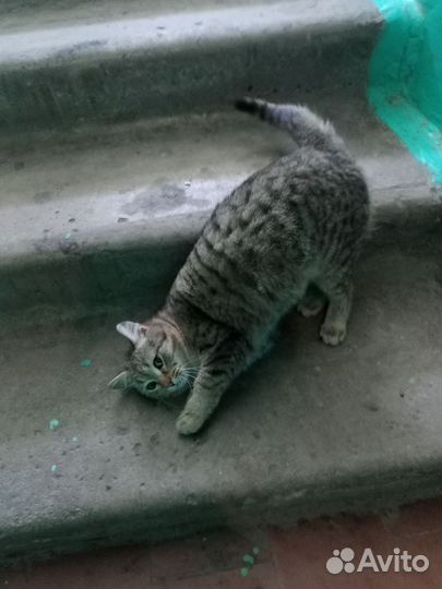 Домашние животные кошки