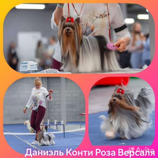 Бивер терьер щенки