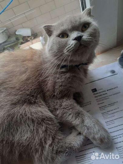 Присмотр за животными (передержка)