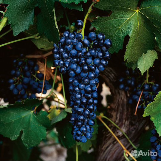 Виноград Шираз