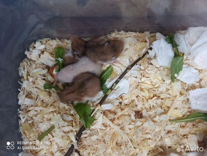 Сирийский хомяк малыш