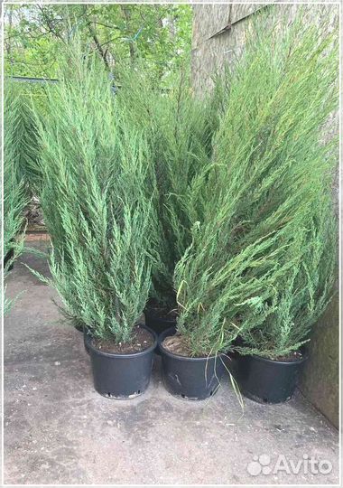 Можжевельник Блю Эрроу С3