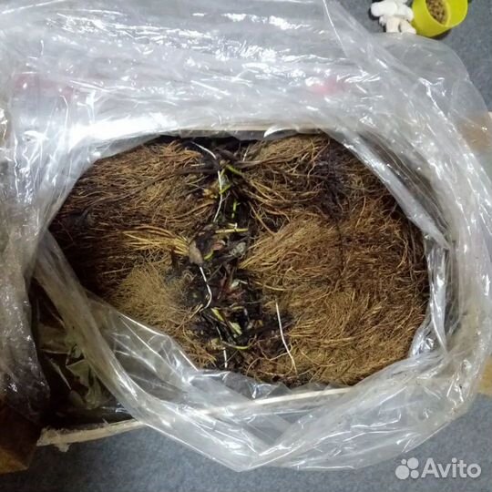 Эльсанта фриго Германия