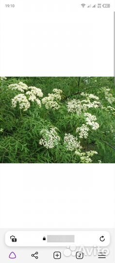 Многолетники