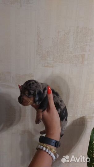 Щенки таксы