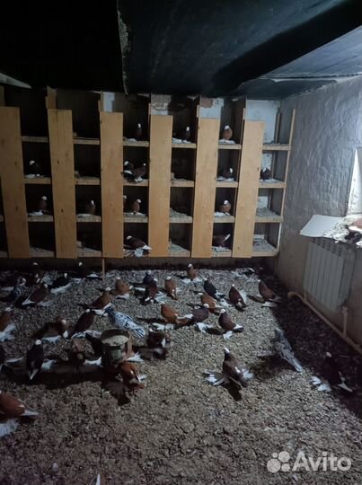 Армавирские белоголовые. Лысые