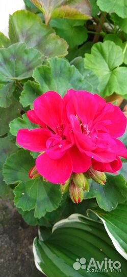 Герань низкорослая