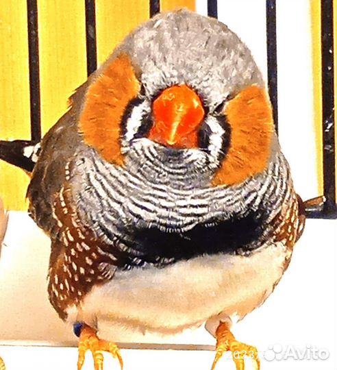 Зебровые амадины, птички