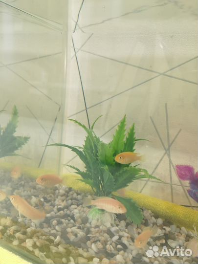 Аквариумные рыбки Цихлиды