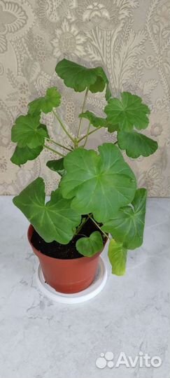 Пеларгония герань