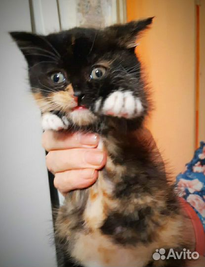 Котёнок девочка