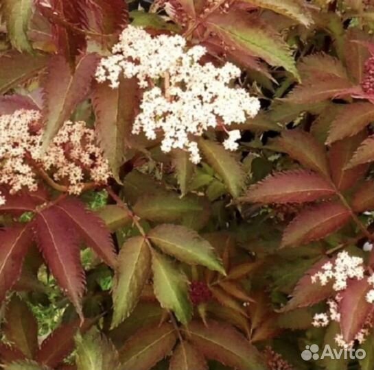 Бузина черная Лэйсд Ап и Серенада, Скумпия
