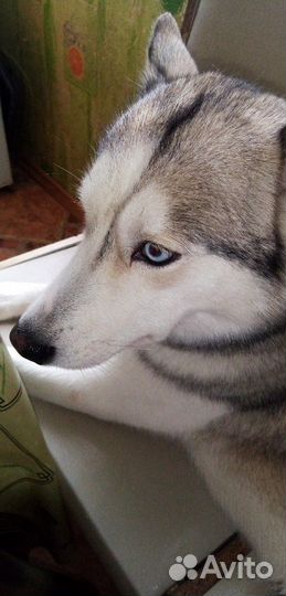 Ищу девочку Хаски для вязки
