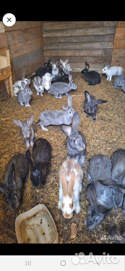 Продам кроликов на мясо и на развод