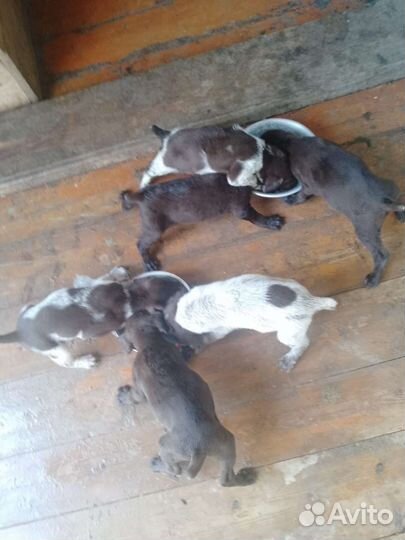 Щенки курцхаара