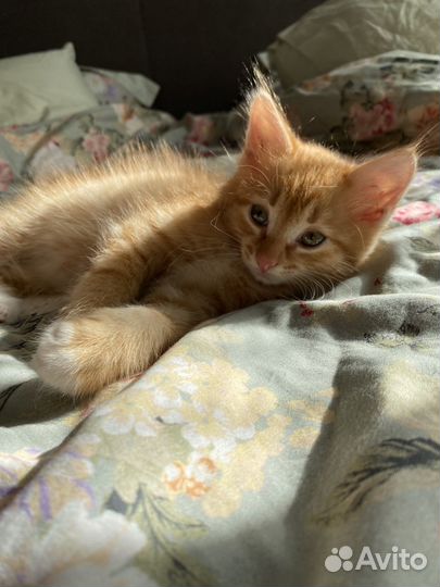 Кошка и кот бесплатно