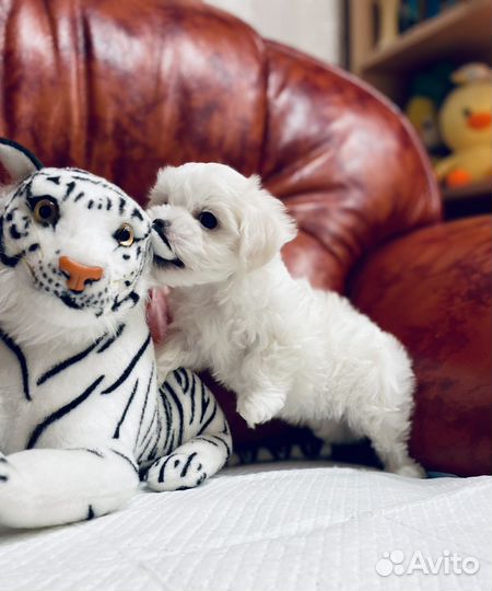 Мальтезе мини