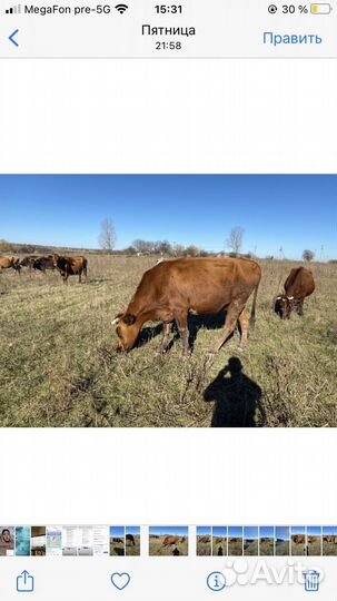 Коровы высокоудойные