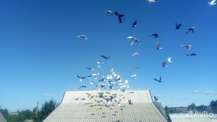 Голуби николаевские