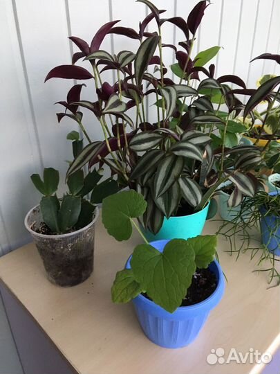 Комнатные растения