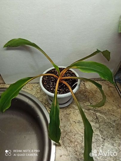 Хлорофитум грин оранж