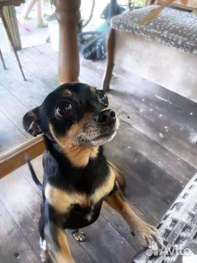 Мини той-терьер вязка