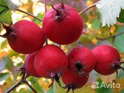 Боярышник крупноплодный саженцы