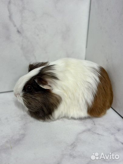Морская свинка шелти