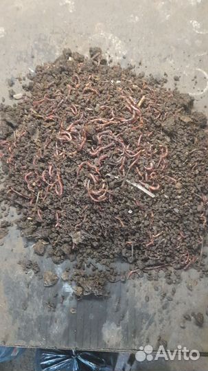 Черви+ приманка