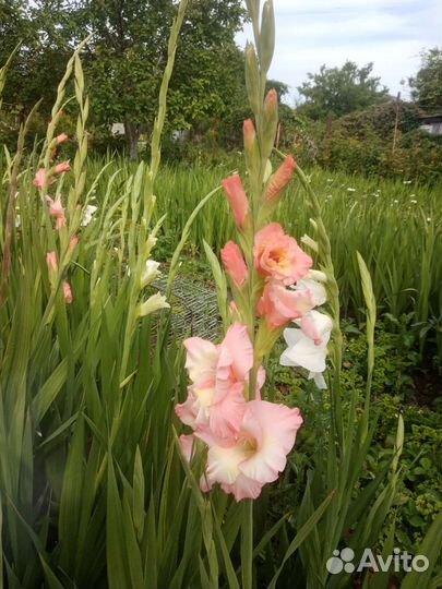 Гладиолусы