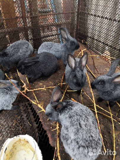 Кролики полтавское серебро