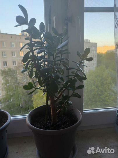 Денежное дерево Толсянка