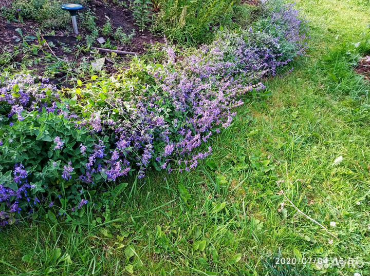 Северная лаванда — Котовник Фассена