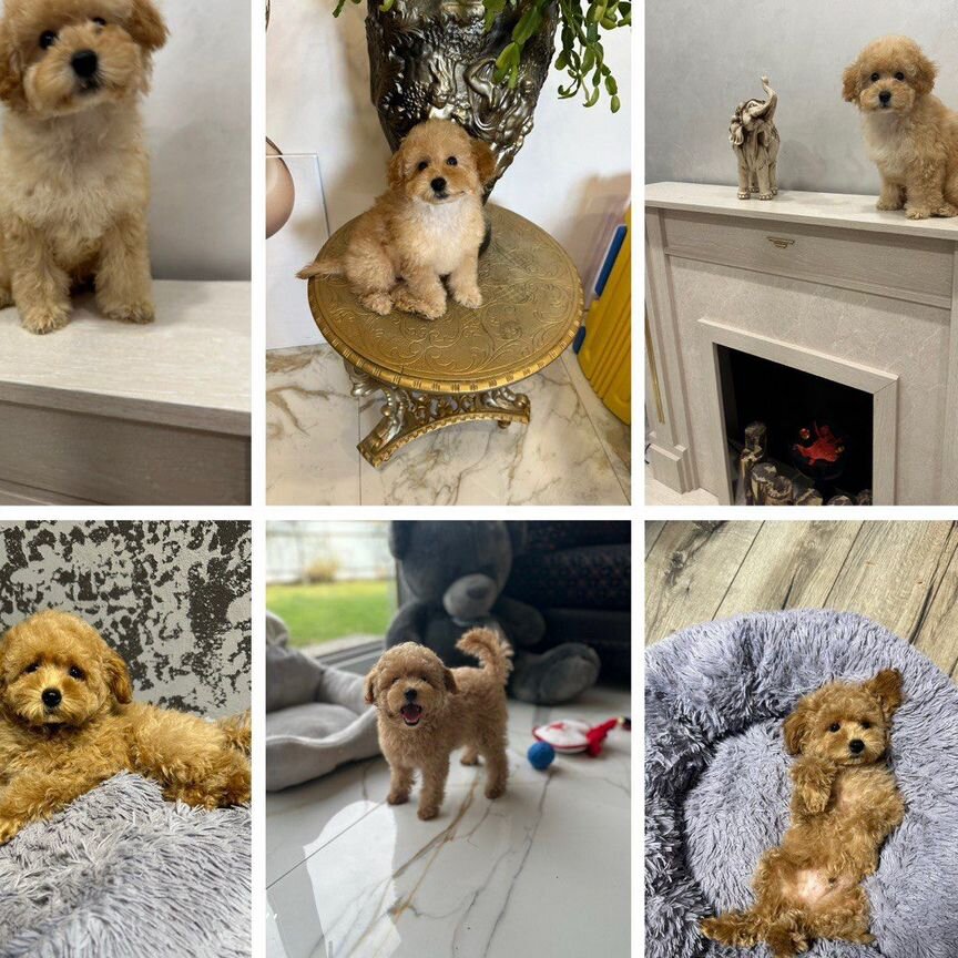 Maltipoo mini Teddy