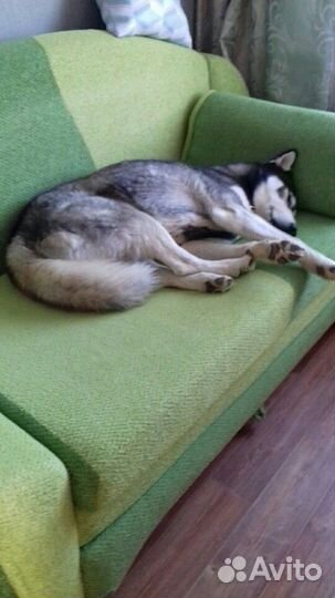 Ищу невесту