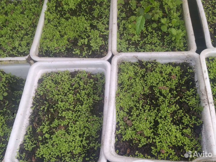 Рассада табака