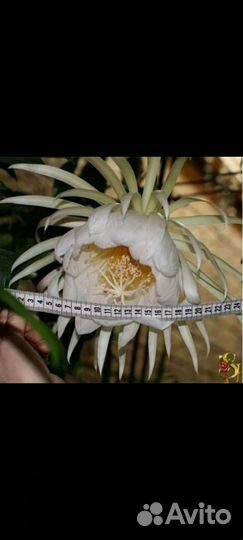 Эпифиллумы