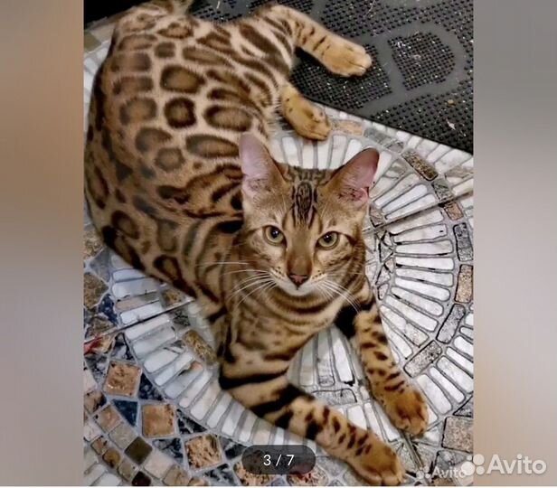 Бенгальские котята