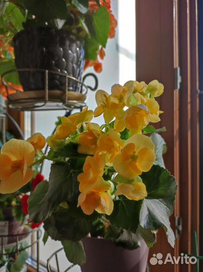 Жёлтая бегония элатиор