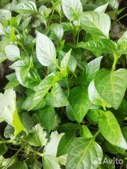 Рассада томатов