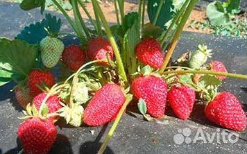 Клубника альбион