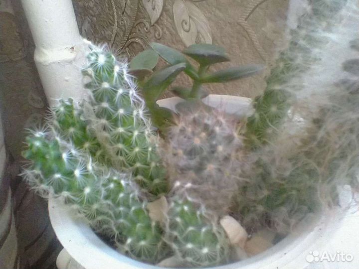 Кактусы разные сорта