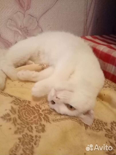 Кошечка ищет дом