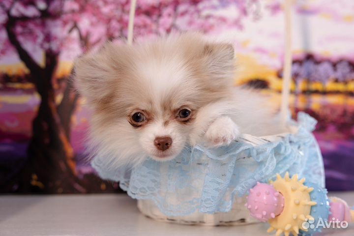 Мини щеночки шпица