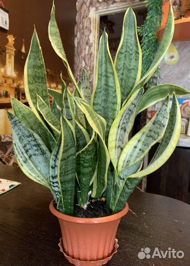 Сансевиерия (тещин язык )