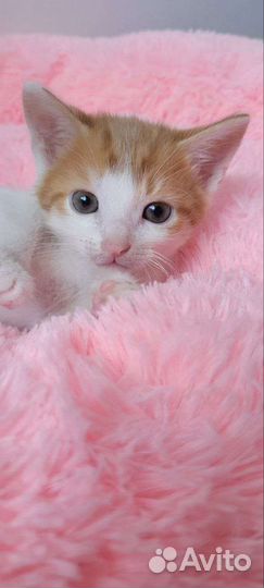 Котята мальчики