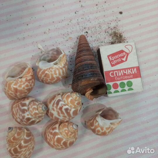 Морские ракушки раковины