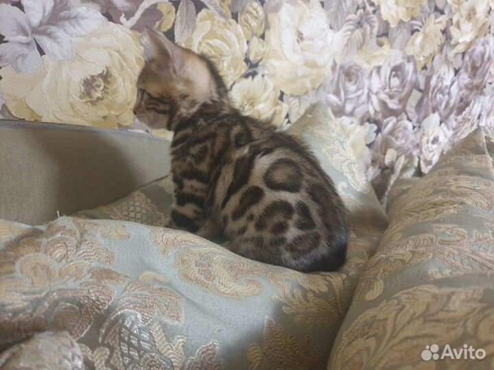 Бенгальские котята