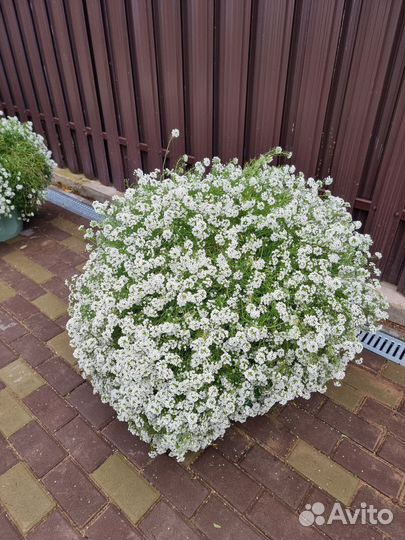 Алиссум вегетативный сноу принцесс. Колеус