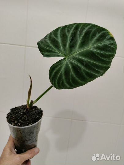 Филодендрон бородавчатый, Золотой Дракон